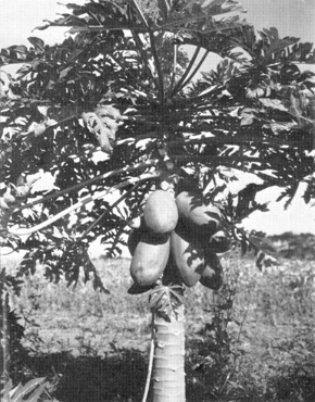 Fig17bP24.jpg Papaya Tree