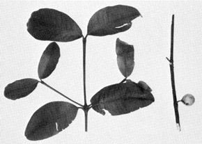 Fig19P29.jpg Garcinia dulcis