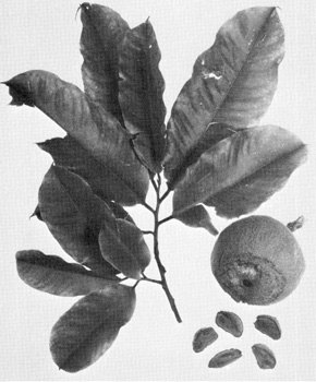 Fig21P32.jpg Brazil nut