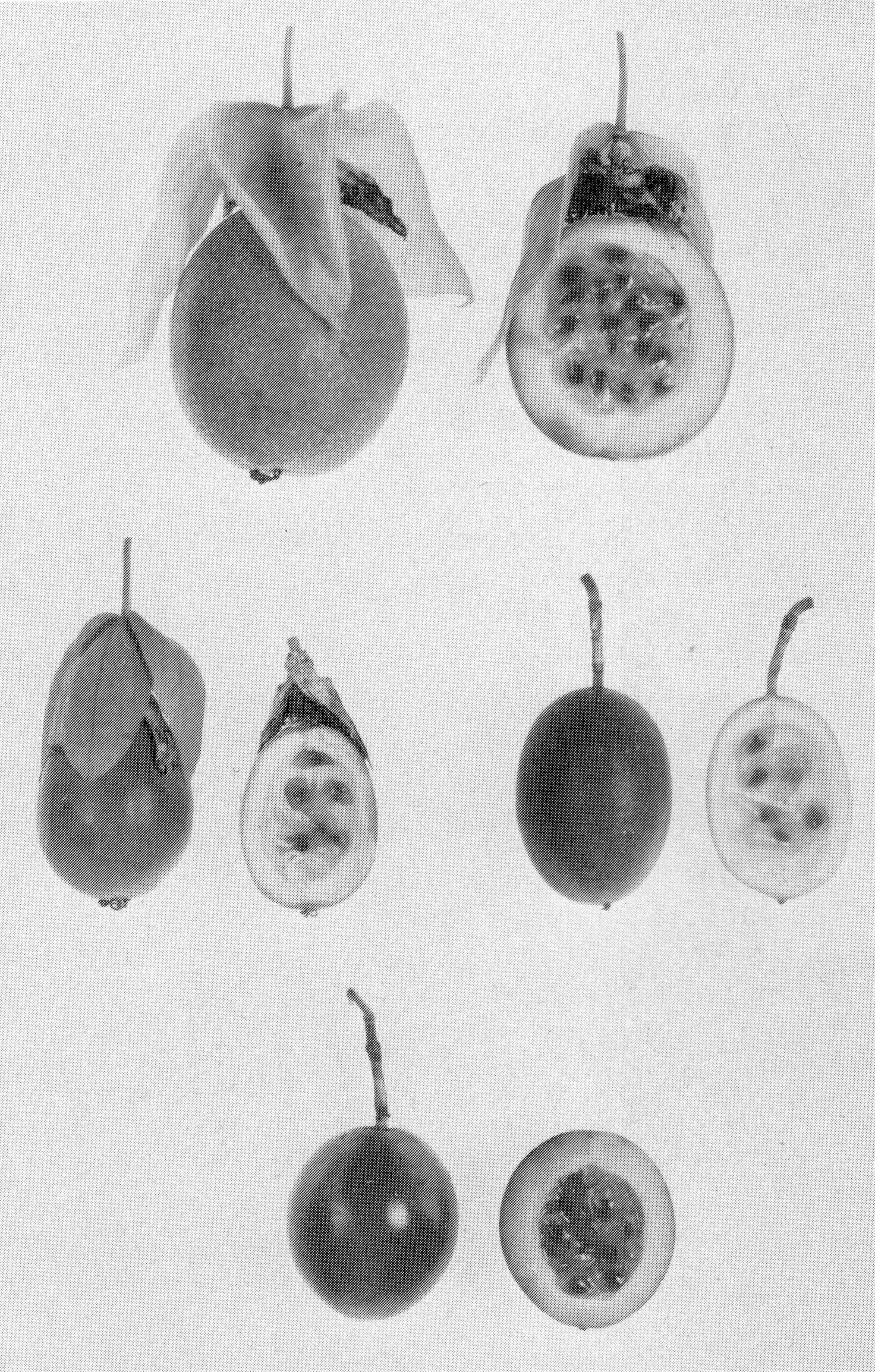 Fig 26 P 51 Passiflora maliformis