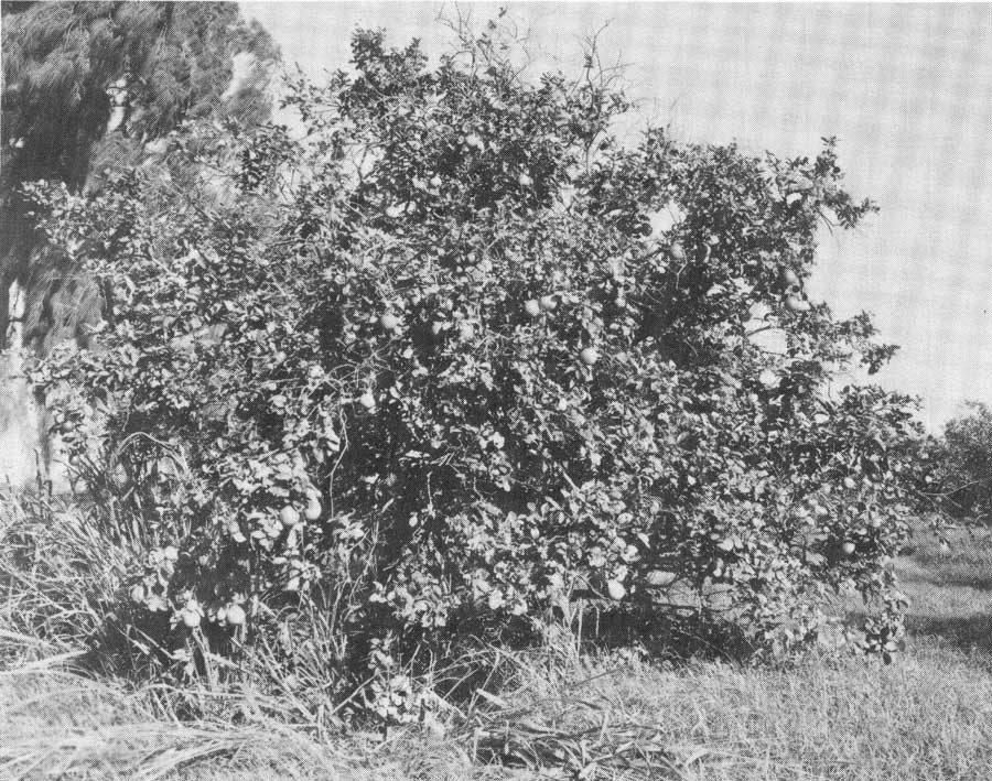 Fig. 32 Chronja tree