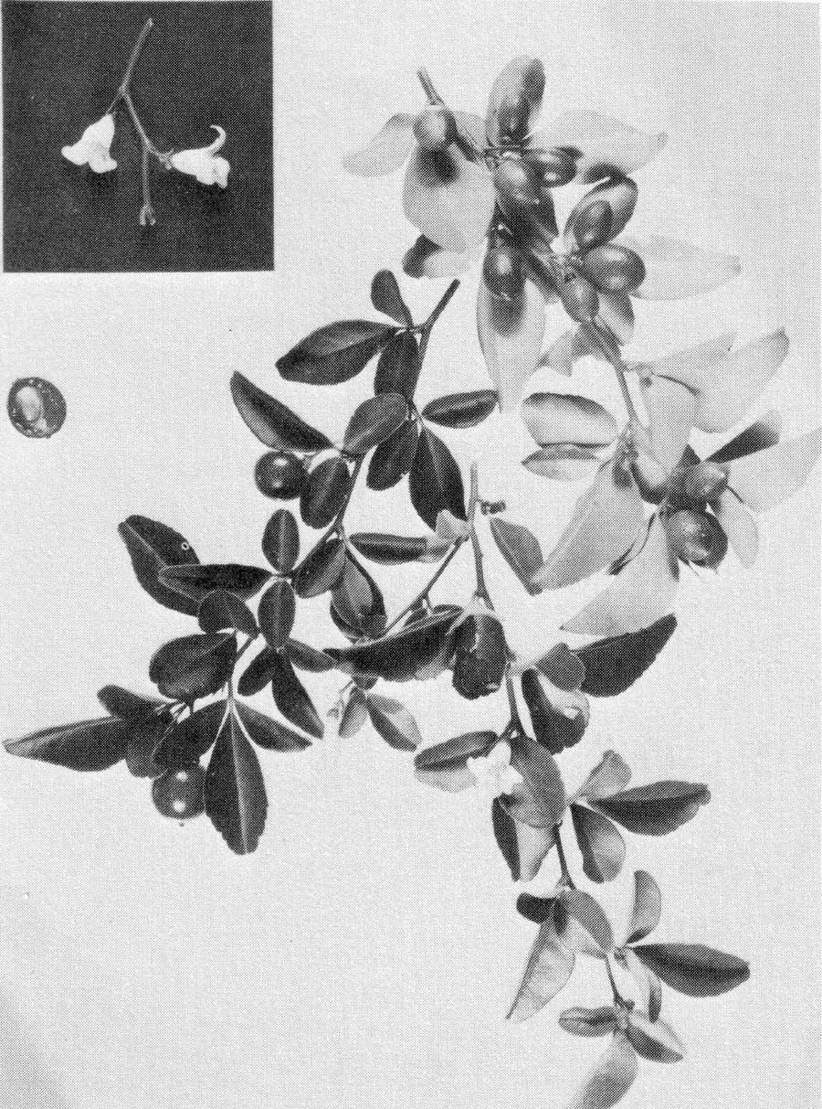 Figure 35. Triphasia trifolia, foliage, flowers, and fruits.