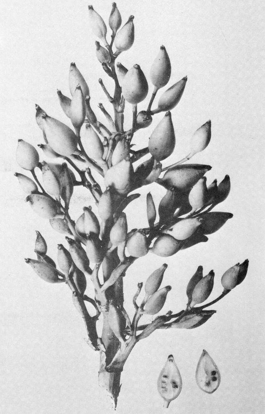 Figure 37.-Bromelia pinguin