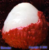 Brewster Litchi